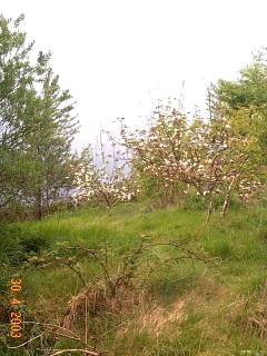 Orchard