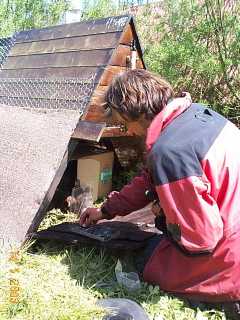 Ronnie fixing the chicken tractor