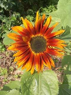 The earth laughs in flowers.