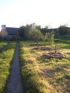 more exposed apples along drive