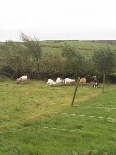 Goats feeding on cut branches