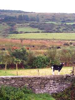 Looking southwards from yard over goat pasture and hedge