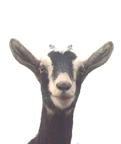 Smiling (?) Maggie, born 2002 of Cinnamon