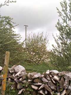 orchard seen from goat paddock