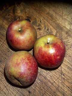 Red Boskoop