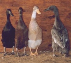 Indian Runner Ducks