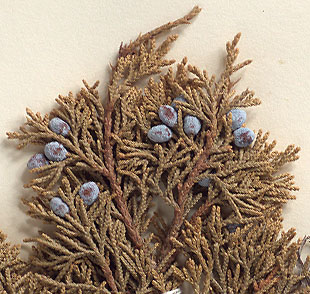Branchlets spreading; cones berry-like (close-up image)