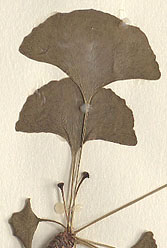 Simple Leaf Key