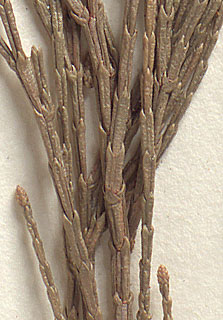 Scales whorled, long and narrow, sides parallel, with a small pointed tip (close-up image)