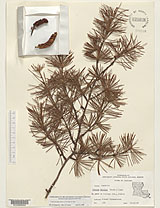 Deodar cedar (Cedrus deodara) herbarium sheet