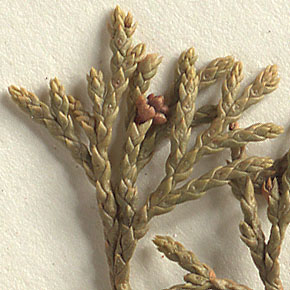 Scale-like leaves not grooved; some bear a protruding gland (close-up image)