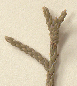 Scale-like leaves overlap 1/4 their length or less, glands circular (close-up image)
