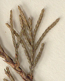 Leaves mostly scale-like, 1-3 mm long, in opposite pairs (close-up image)