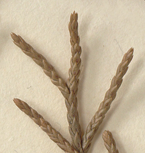 Scale-like leaves overlap more than 1/4 their length, glands elongate (close-up image)
