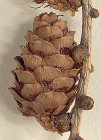 Seed cones 2-4 cm long, with 30-50 scales (close-up image)