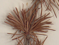 Needles in clusters of 30-40 (close-up image)