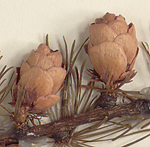 Seed cones 1-2 cm long, with 10-30 scales (close-up image)