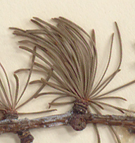 Needles in clusters of 12-30 (close-up image)