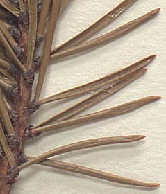 Needles attached in fascicles of two to five (close-up image)