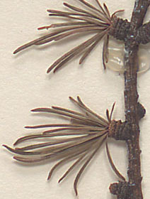 Needles in clusters of 10 or more on short shoots (close-up image)