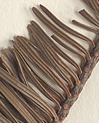 Needles attached singly (close-up image)