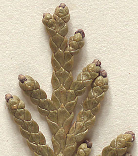 Scales opposite, relatively broad, sides overlapping, tapering to a point (close-up image)