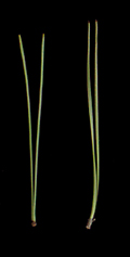 Needles in fascicles of 2