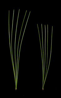Needles in fascicles of 5