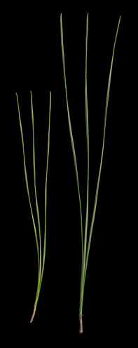 Needles in fascicles of 3