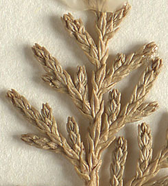 Scale-like leaves grooved; none bear a protruding gland (close-up image)