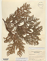 Northern white-cedar (Thuja occidentalis) herbarium sheet