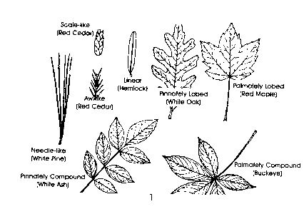 Most people use several of these characteristics to identify a specific tree 