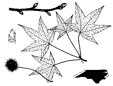 Plant Information Center - NC Trees - Sweetgum