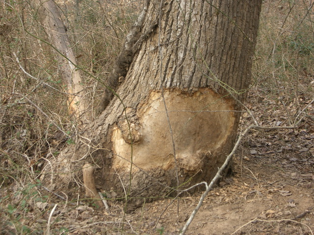 Ambitious beaver stopped by poison ivy vine