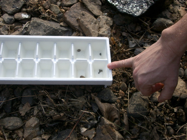 River penny, leech, gill snails, mussel