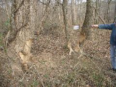 Very ambitious Beaver work