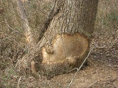Ambitious beaver stopped by poison ivy vine