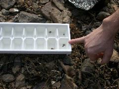 River penny, leech, gill snails, mussel