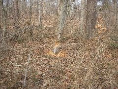 Very recent beaver action