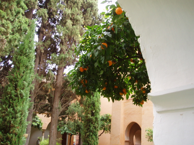 orange tree