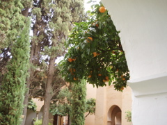 orange tree