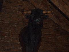 Unlucky Toro