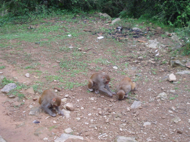 potentially bad monkeys