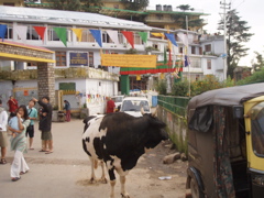 Bull and additional banner