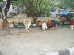Tibetan section of Delhi