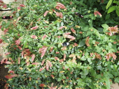 P1010085.JPG