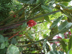 P1010088.JPG