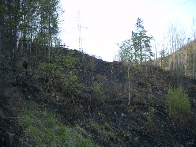 burned by forest fires
