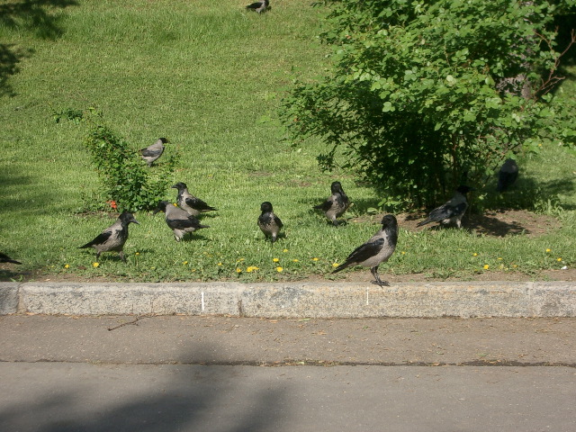 Jackdaws (aka Crows) at the Kremlin