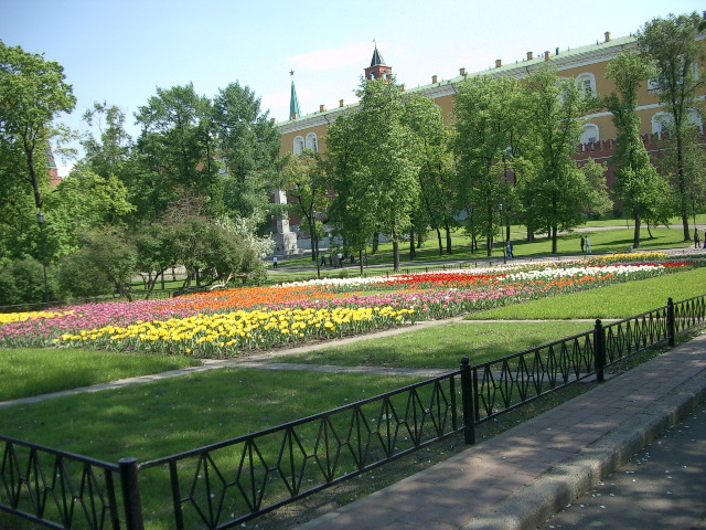 Tulips at Kremlin
